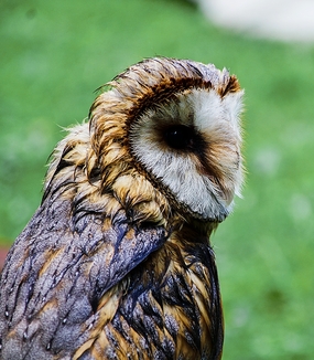 野生长耳鸮摄影图片